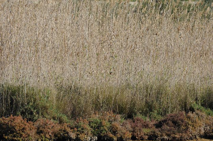 2Saline di Augusta 16.1.2011 (108).JPG